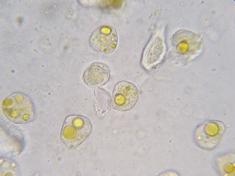 1000er Skt Bernhard (6).jpg