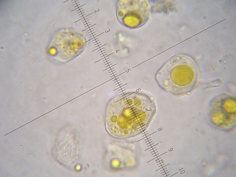 1000er Skt Bernhard (12).jpg