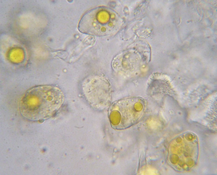 1000er Skt Bernhard (15).jpg