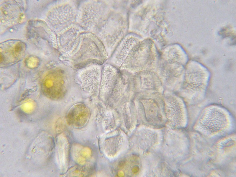 1000er Skt Bernhard (16).jpg