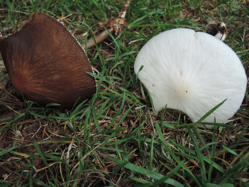 Wurzelschleimrübling 1a.jpg