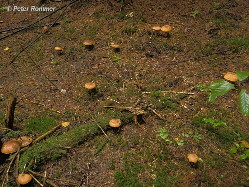 Chroogomphus helveticus_1.0.jpg