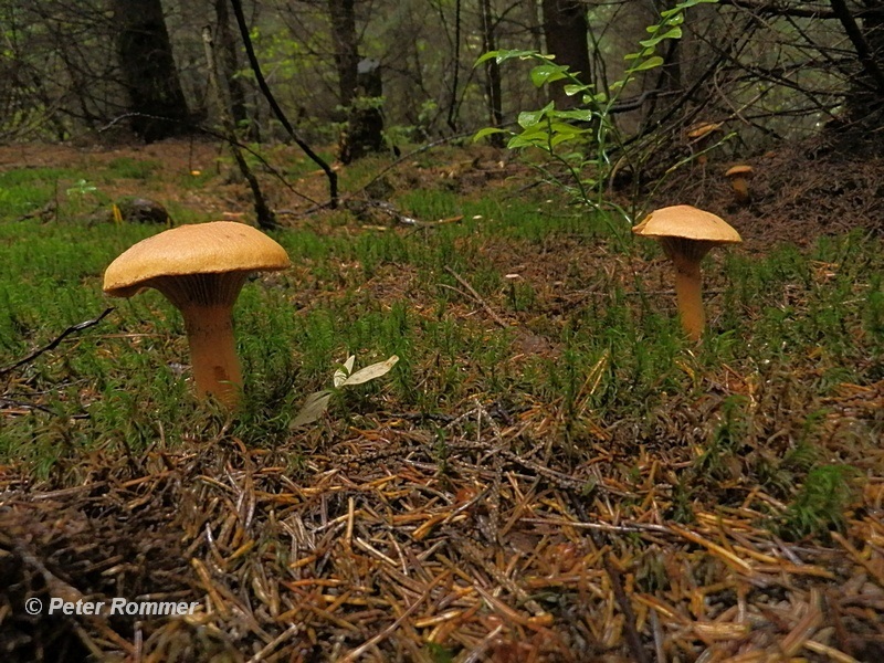 Chroogomphus helveticus_1.2.jpg