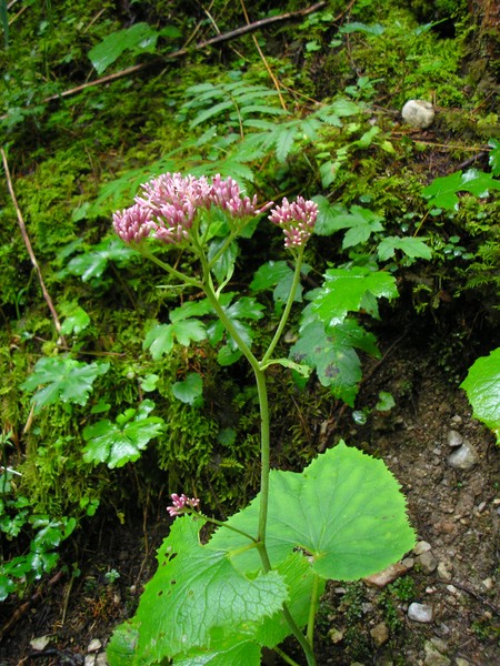 Berchtesgaden (16).jpg