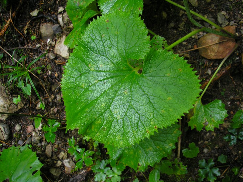 Berchtesgaden (13).jpg