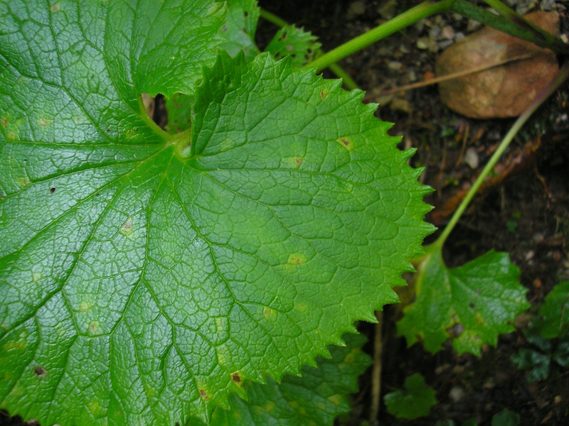 Berchtesgaden (12).jpg