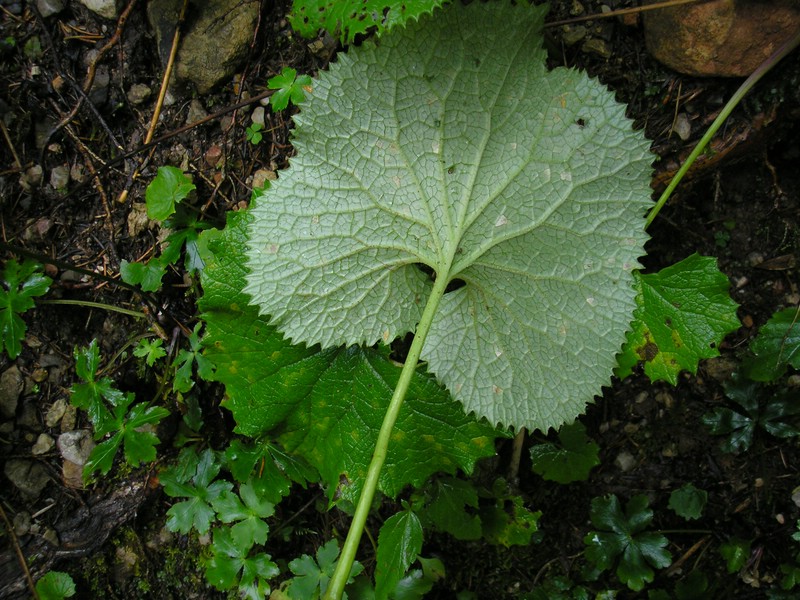Berchtesgaden (17).jpg