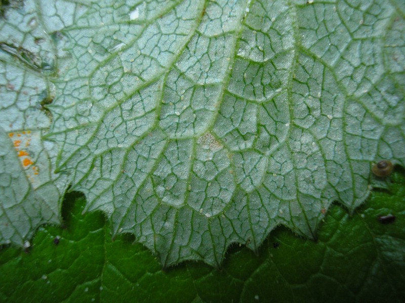 Berchtesgaden (8).jpg