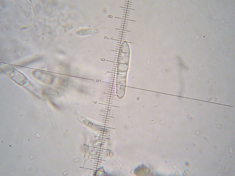 1000er Berchtes (11).jpg