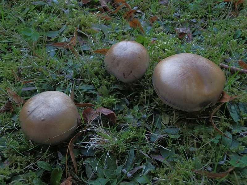 Cortinarius balteatus_1.0.jpg
