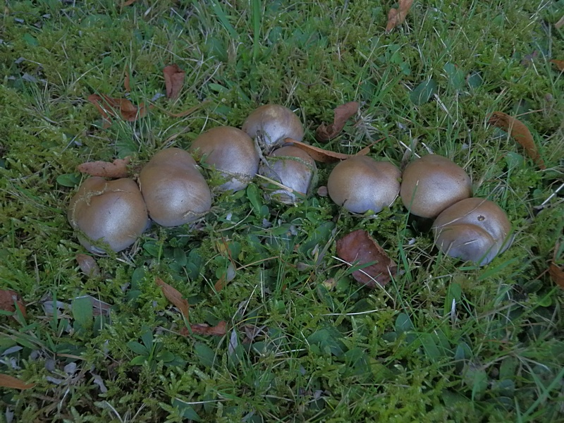 Cortinarius balteatus_1.1.jpg