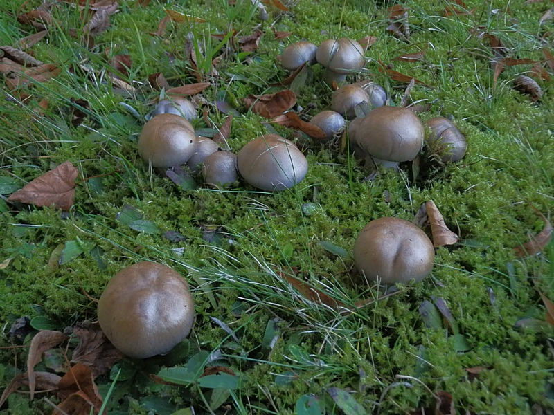 Cortinarius balteatus_1.2.jpg
