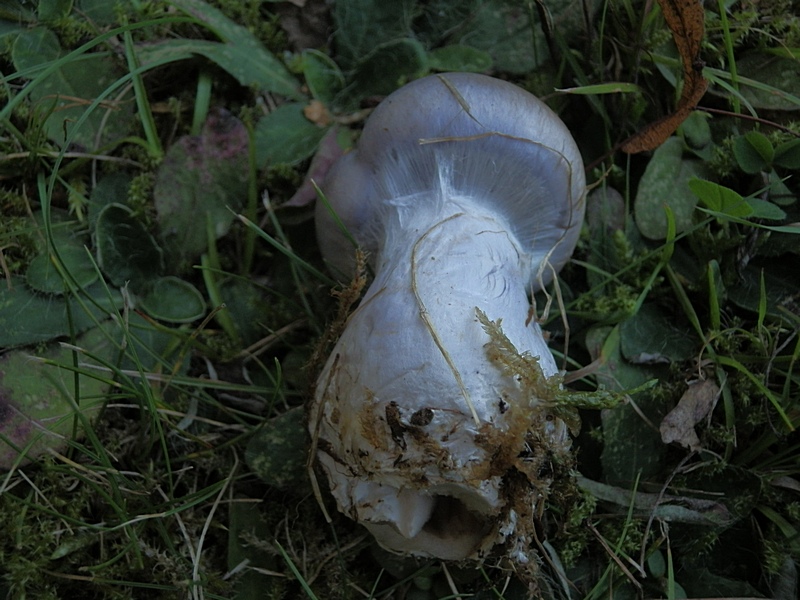 Cortinarius balteatus_1.3.jpg