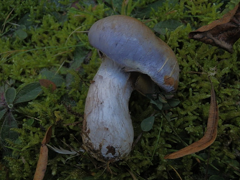 Cortinarius balteatus_1.4.jpg