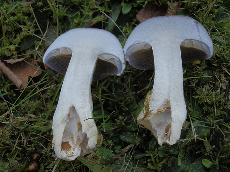Cortinarius balteatus_1.5.jpg