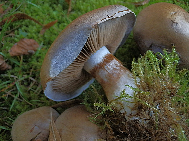 Cortinarius balteatus_1.6.jpg
