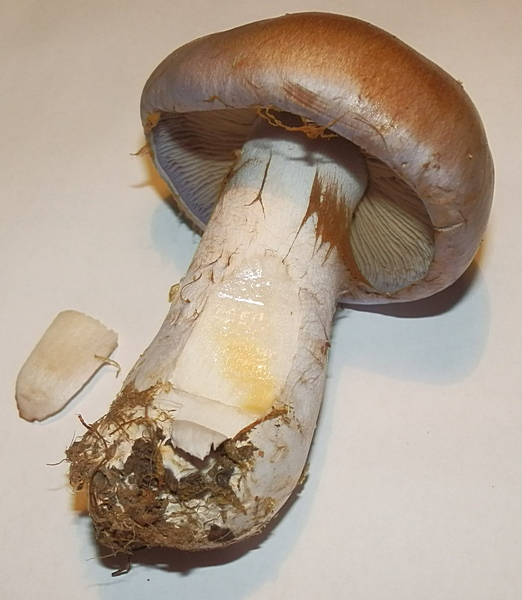 Cortinarius balteatus_1.7.jpg