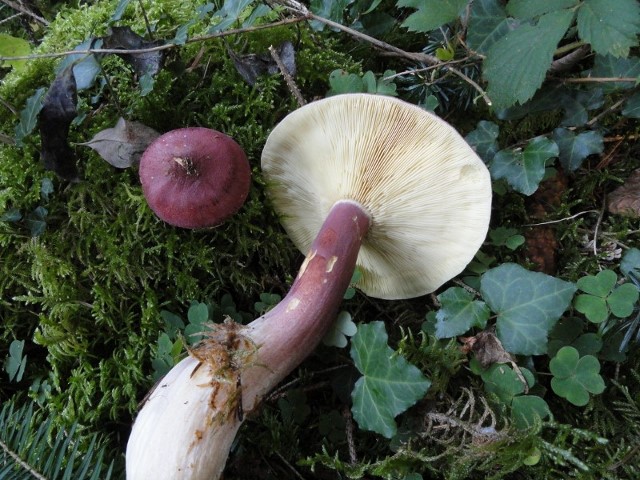 DSC06049 (800x600) (640x480).jpg