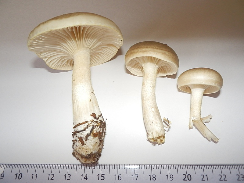 Hygrophorus agathosmus_1.0.jpg