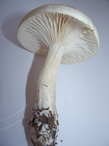 Hygrophorus agathosmus_1.4.jpg