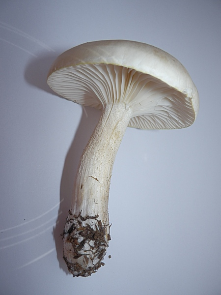 Hygrophorus agathosmus_1.3.jpg