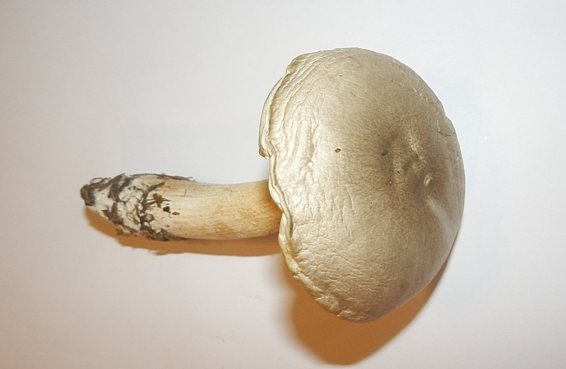 Hygrophorus agathosmus_1.5.jpg