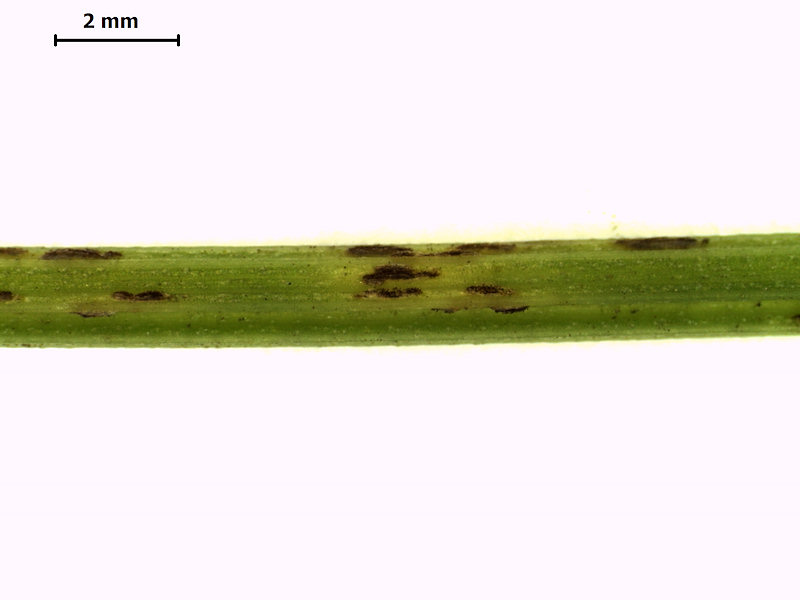 Puccinia_semadenii_02.jpg