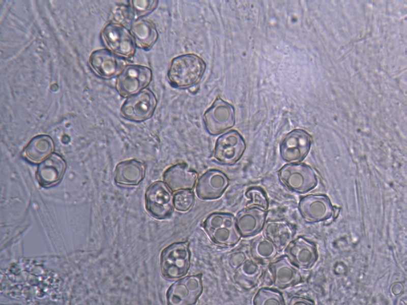 Entoloma sericeum_1.3.jpg