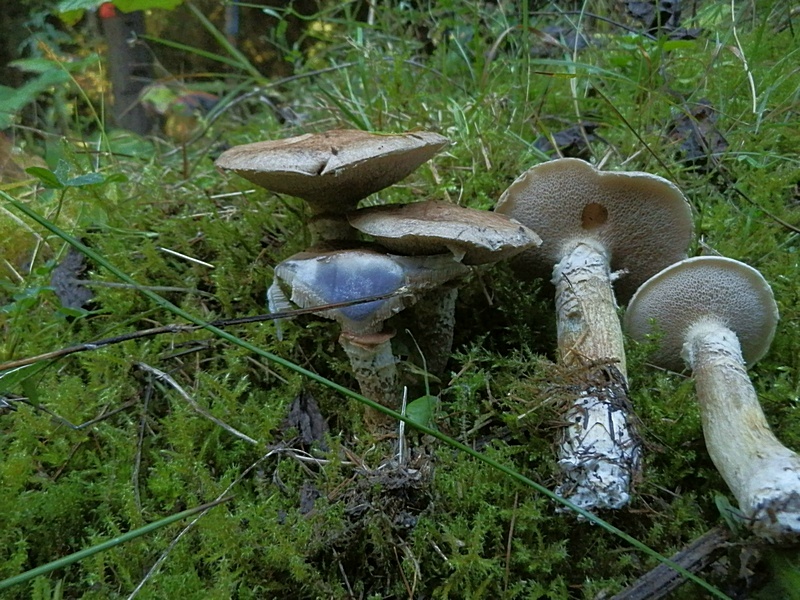 Suillus viscidus_1.0.jpg