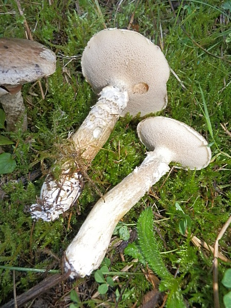 Suillus viscidus_1.1.jpg