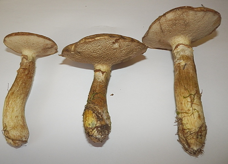 Suillus viscidus_1.2.jpg
