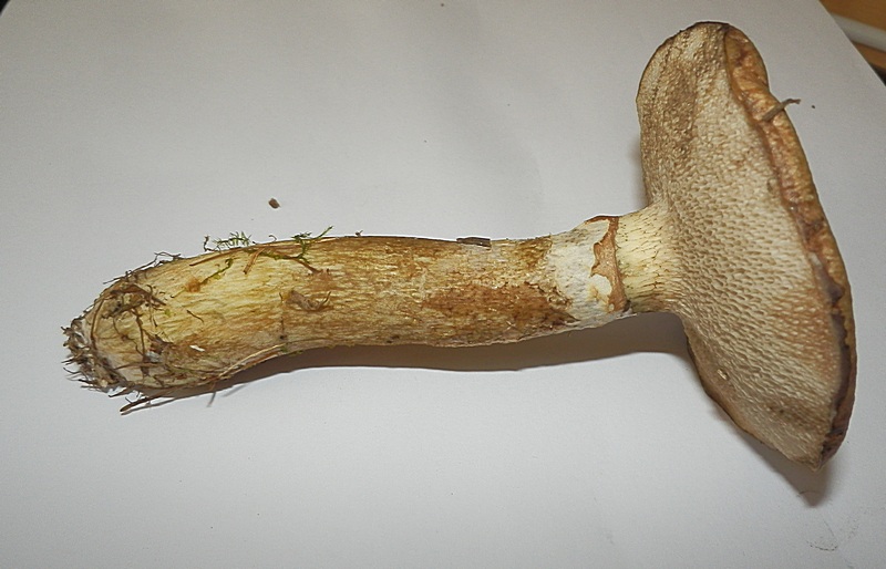 Suillus viscidus_1.3.jpg