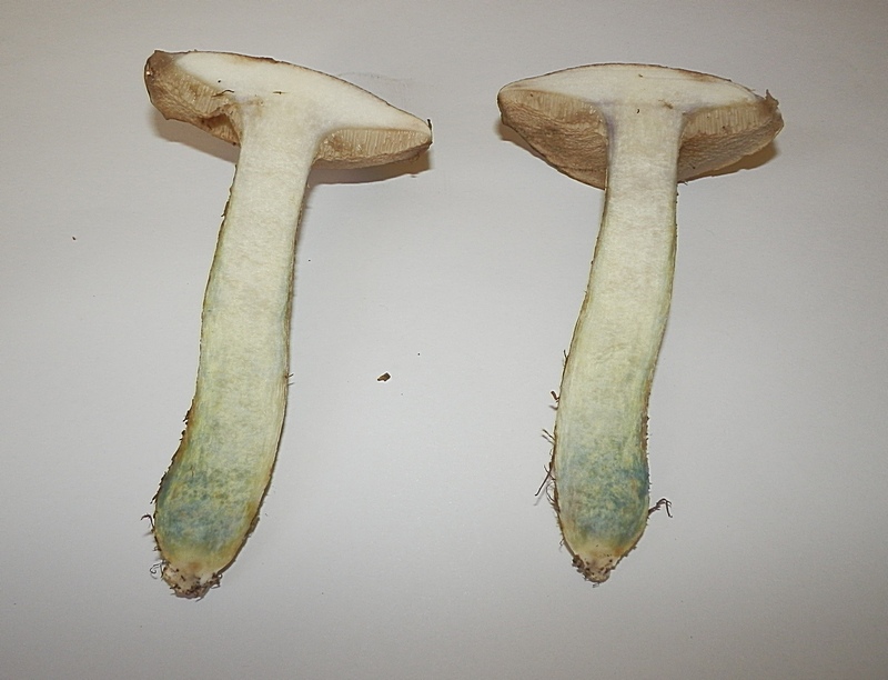 Suillus viscidus_1.4.jpg