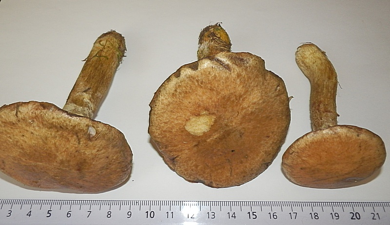 Suillus viscidus_1.5.jpg