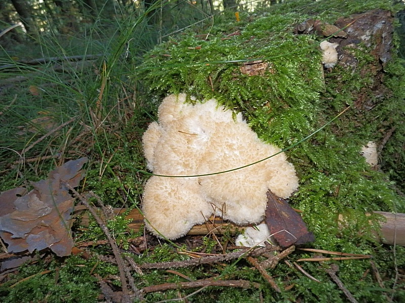 Oligoporus ptychogaster_1.1.jpg