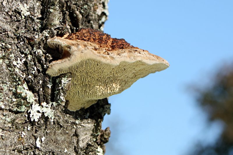 Kirschenwirrling 1a.jpg