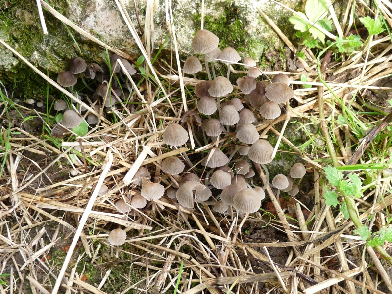 P1070966 Pilzgruppe red .JPG