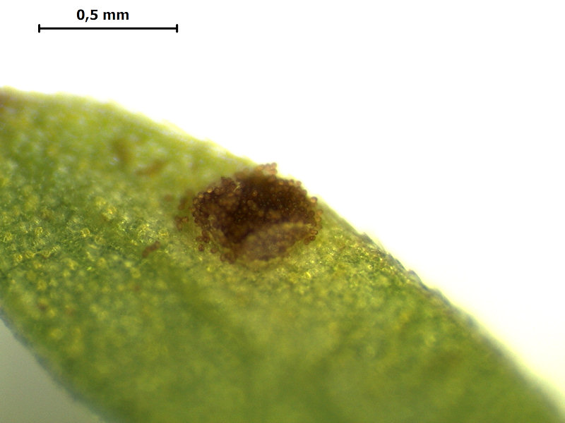 Puccinia_semadenii_04.jpg