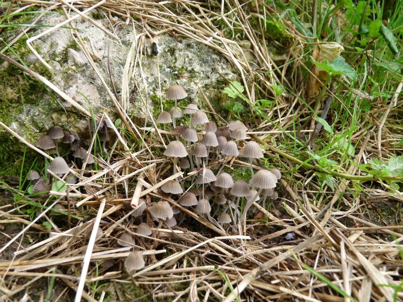 P1070972 Pilzgruppe .JPG