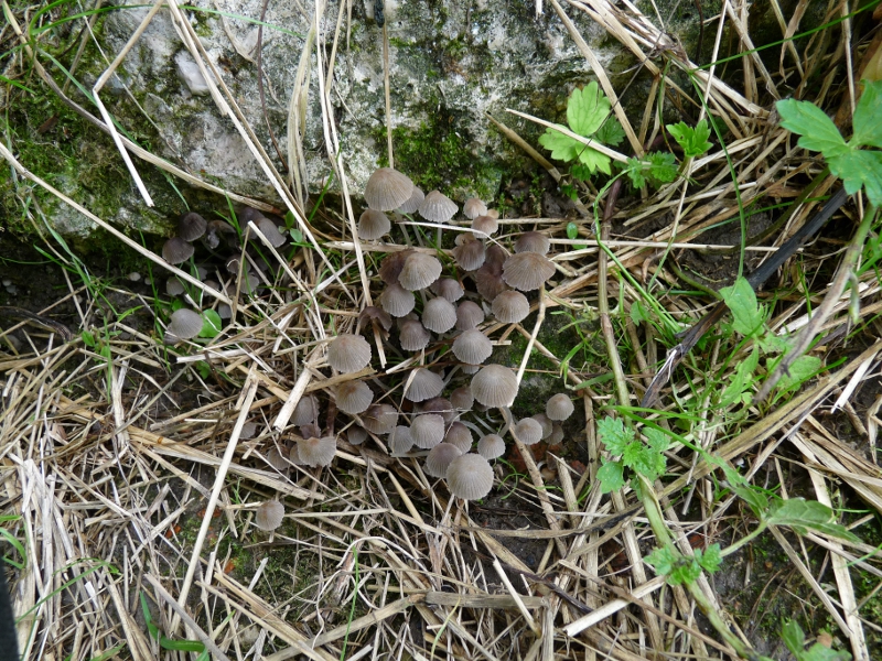 P1070979 Pilzgruppe .JPG