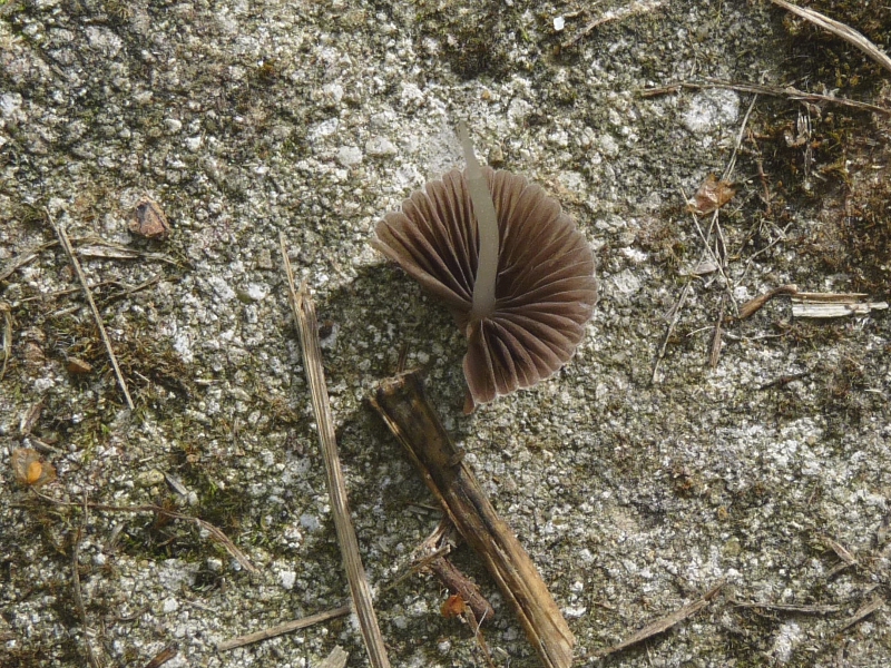 P1070970 Hutunterseite .JPG