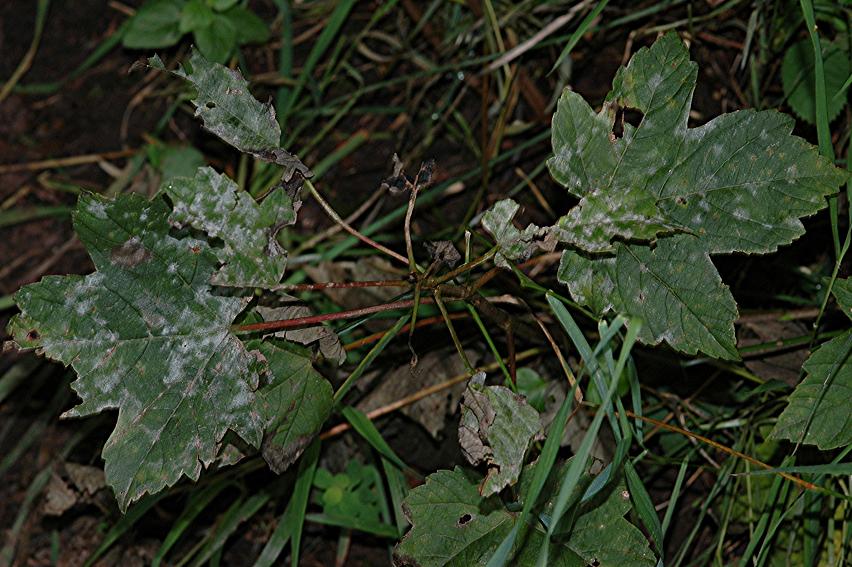 DSC_9948 Mehltau an Schneeball, Ausschnitt, Schärfe 30 %.JPG