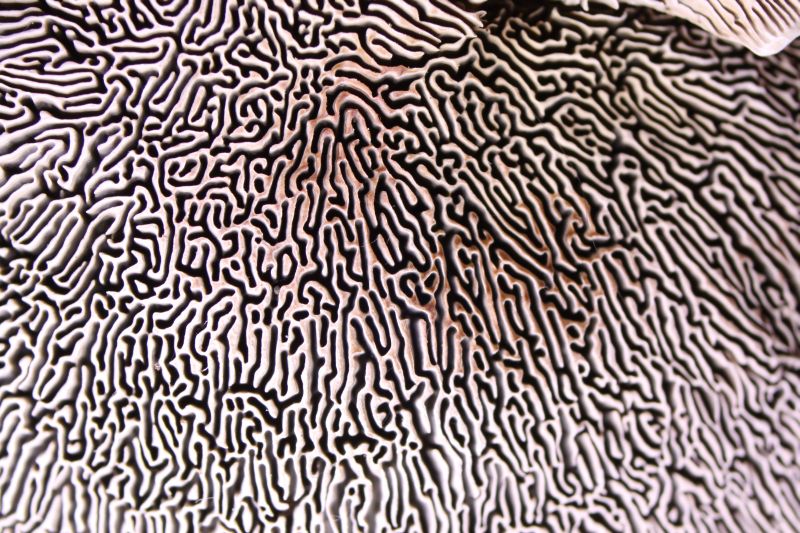 Kirschenwirrling 3a.jpg