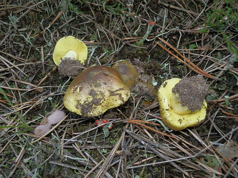 Tricholoma equestre_1.0.jpg