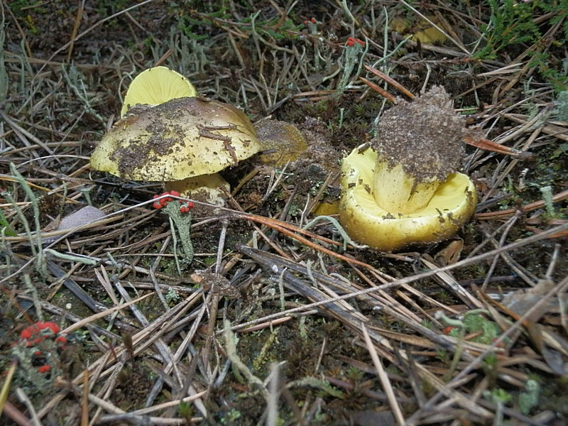 Tricholoma equestre_1.3.jpg