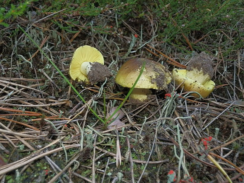Tricholoma equestre_1.2.jpg