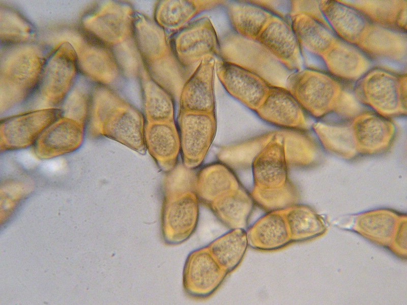 1000er Herzogen (20).jpg