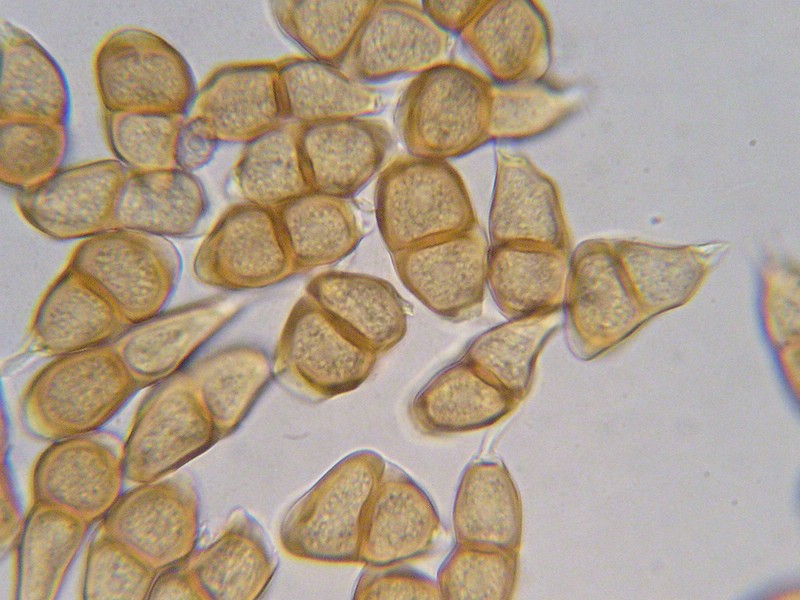 1000er Herzogen (27).jpg