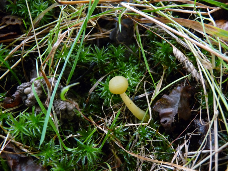 P1080021 Was wird das mal .JPG