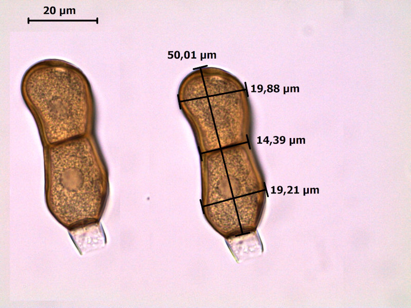 Puccinia_semadenii_08.jpg
